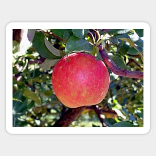 Honey Crisp Solo Sticker